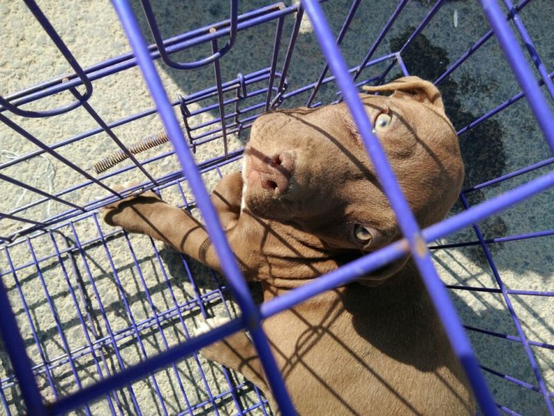 斗牛犬母