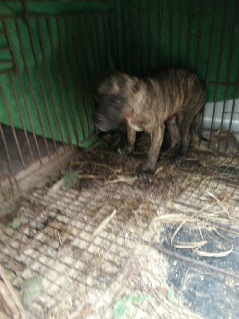 斗牛犬母