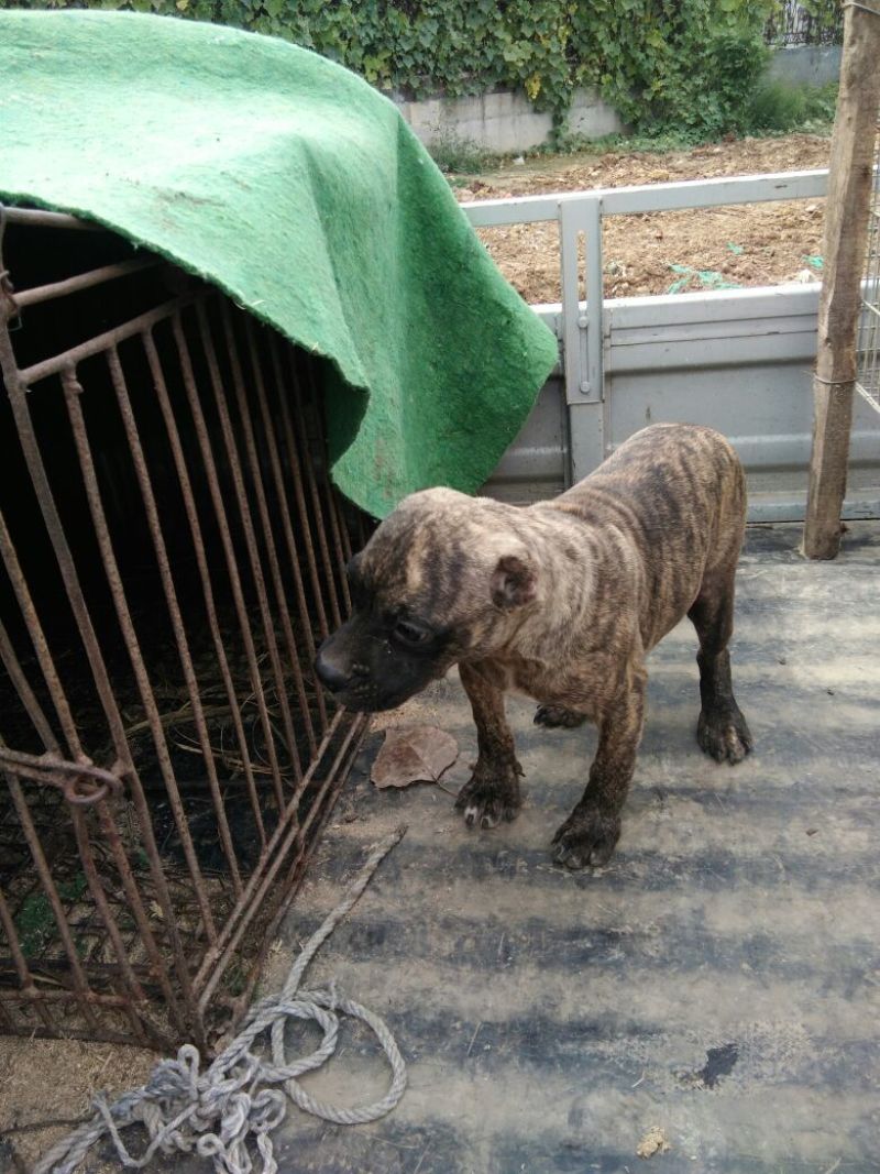 斗牛犬母