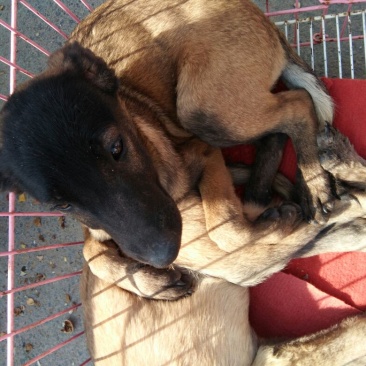 马犬公