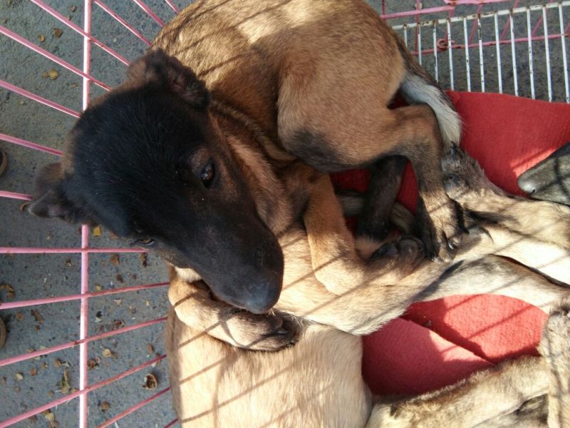马犬公