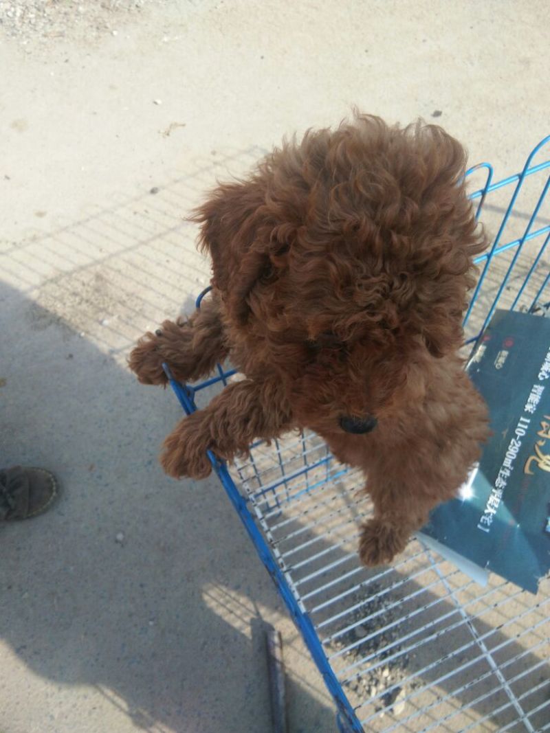 泰迪犬公