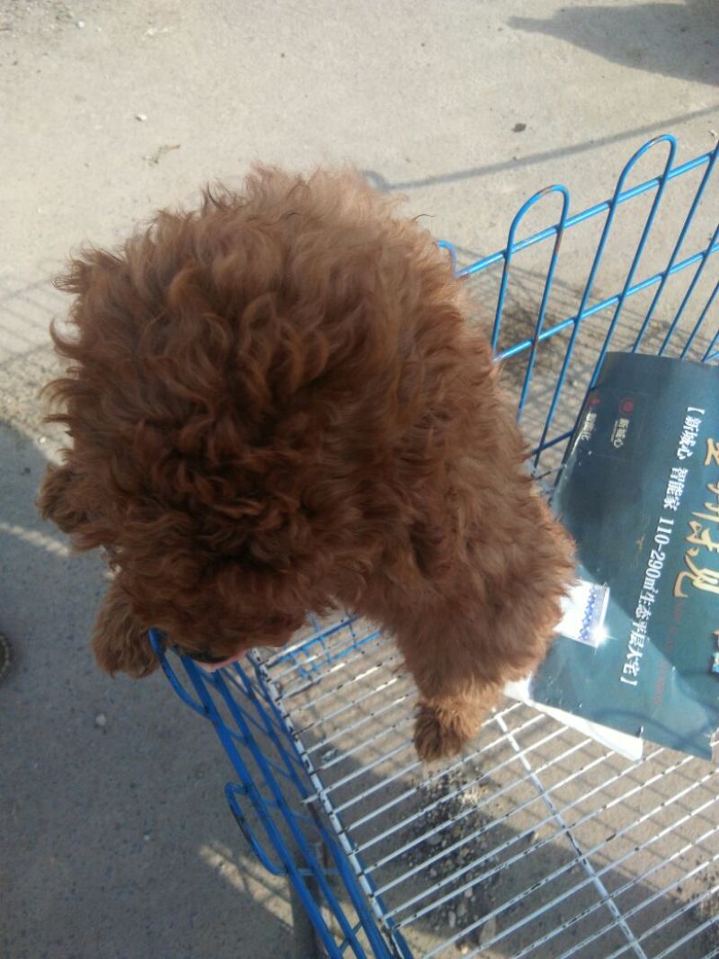 泰迪犬公