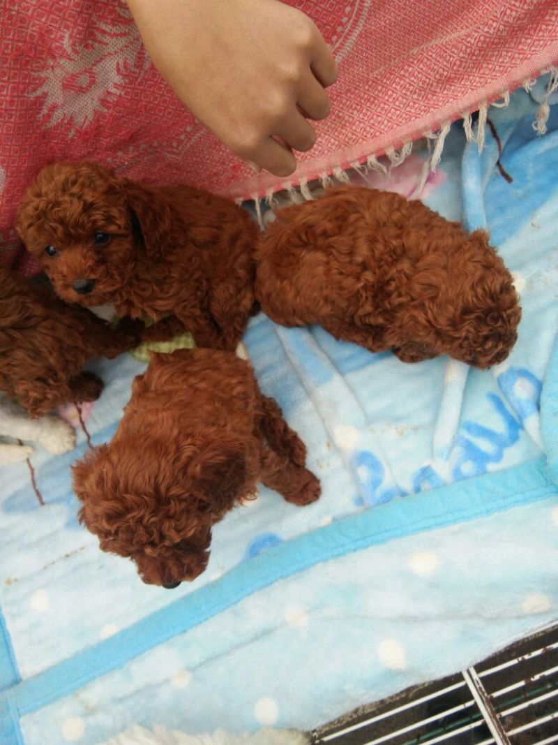 泰迪犬公
