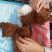 泰迪犬公