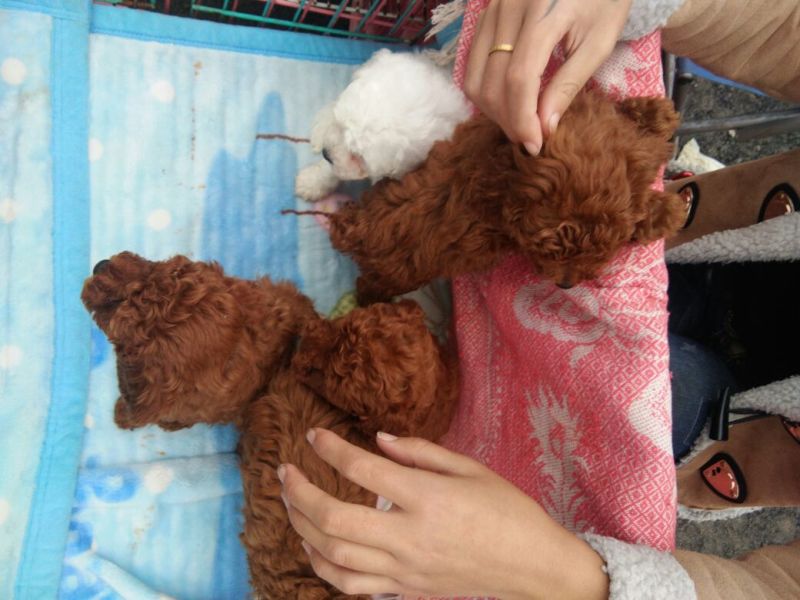 泰迪犬公