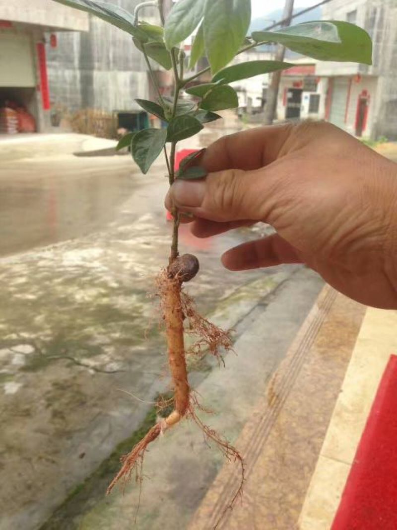 牛大力种苗15~30cm