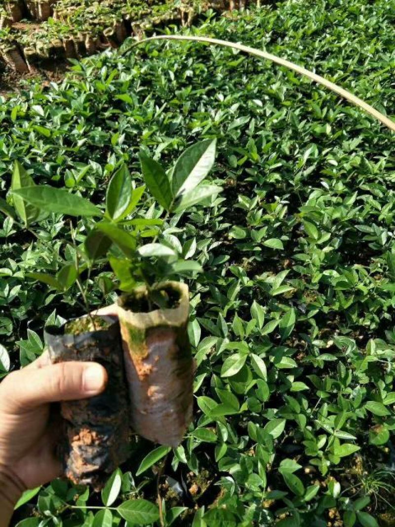 牛大力种苗15~30cm