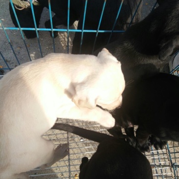 拉布拉多犬公