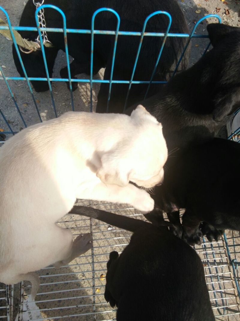 拉布拉多犬公