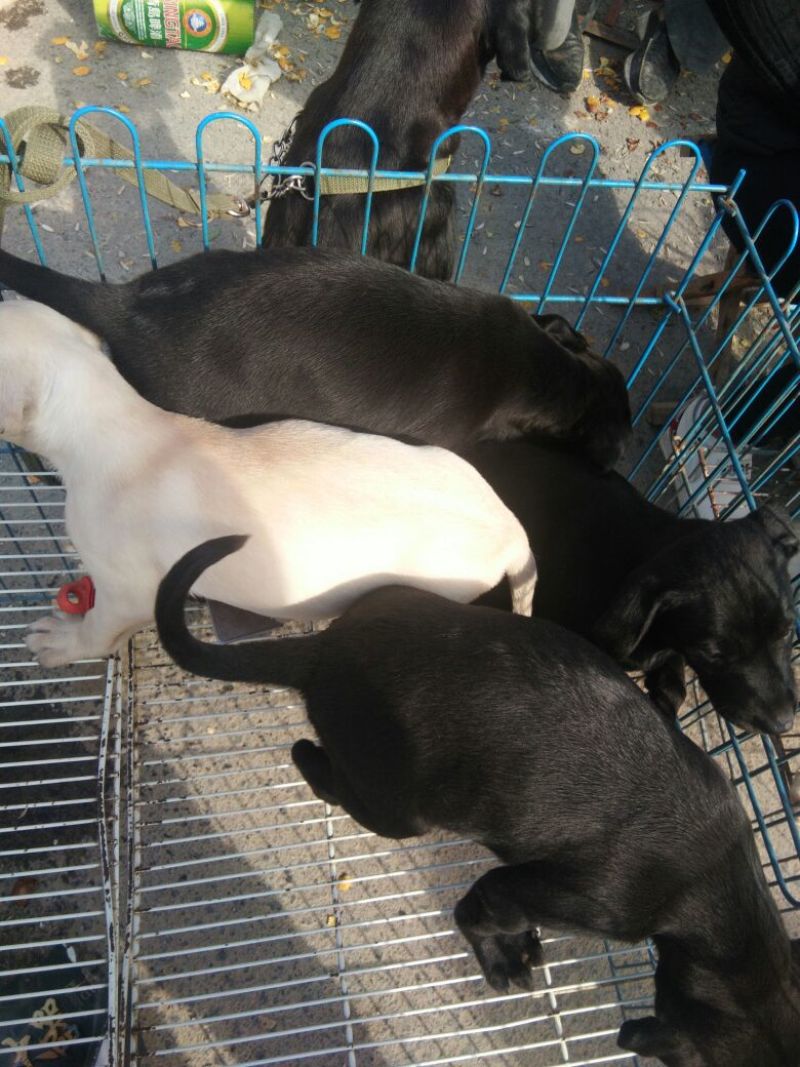 拉布拉多犬公