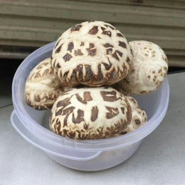 花菇泌阳白花菇干货4-7公分肉厚冬菇带脚花菇原产地批发