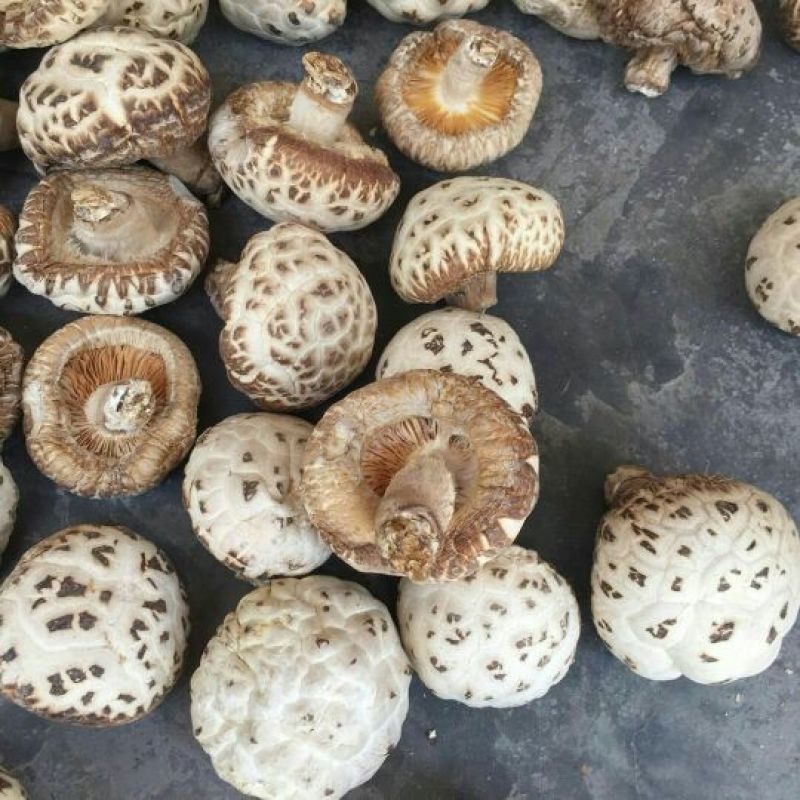 花菇泌阳白花菇干货4-7公分肉厚冬菇带脚花菇原产地批发