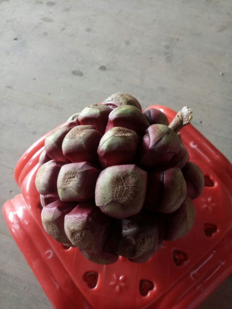 布福娜种