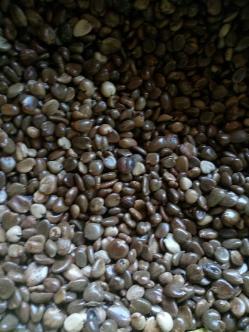 布福娜种