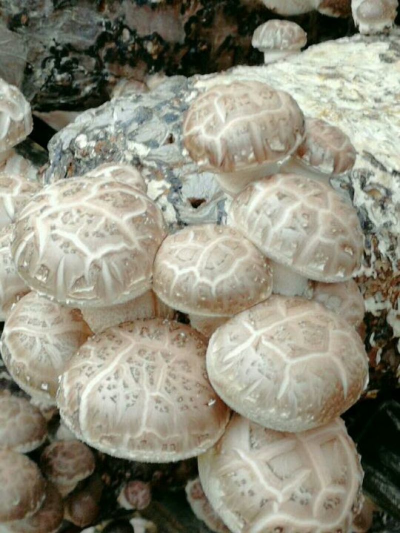 【精品】香菇菌种栽培种大量供应来自香菇之乡西峡欢迎电联