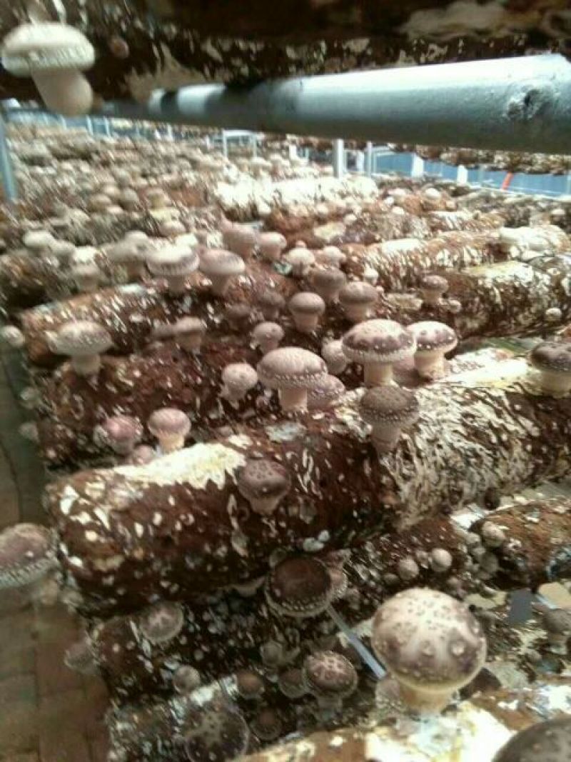 【精品】香菇菌种栽培种大量供应来自香菇之乡西峡欢迎电联
