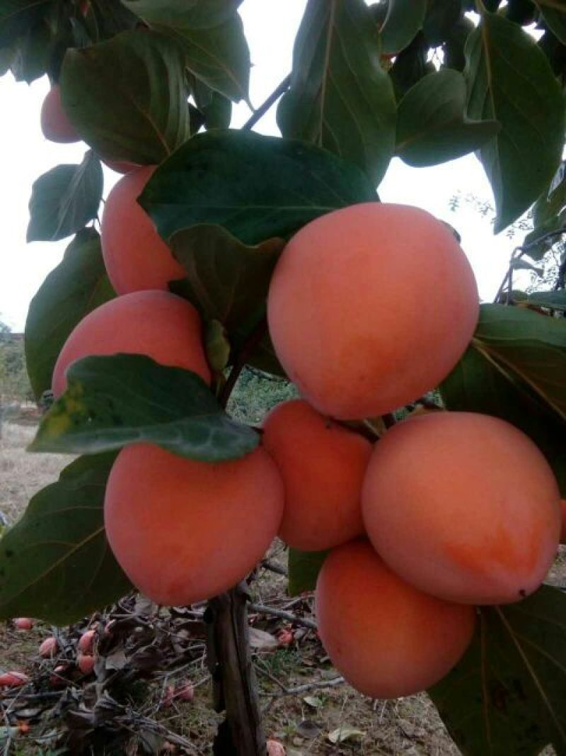 柿饼1~2两
