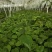 神仙豆腐树观音豆腐树豆腐柴臭黄荆豆腐树苗子
