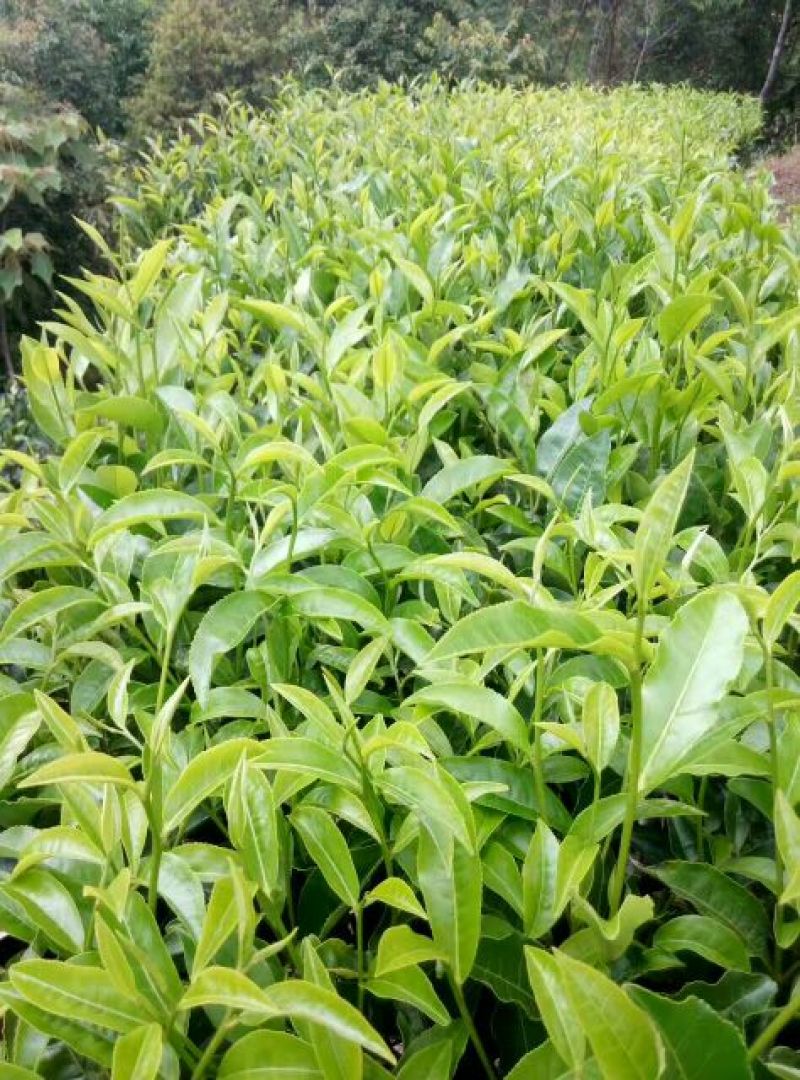 普洱茶末茶