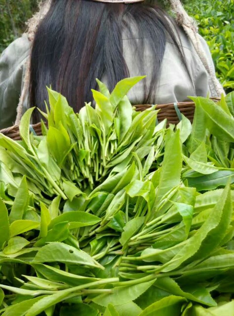 普洱茶末茶