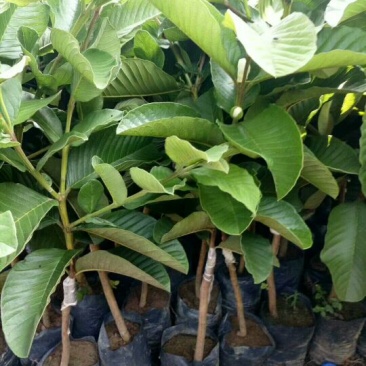 西瓜番石榴苗30~50cm