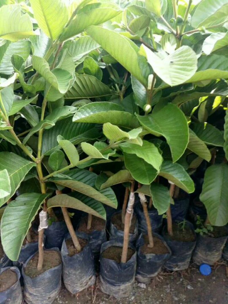 西瓜番石榴苗30~50cm