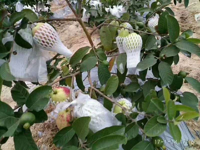 西瓜番石榴苗30~50cm