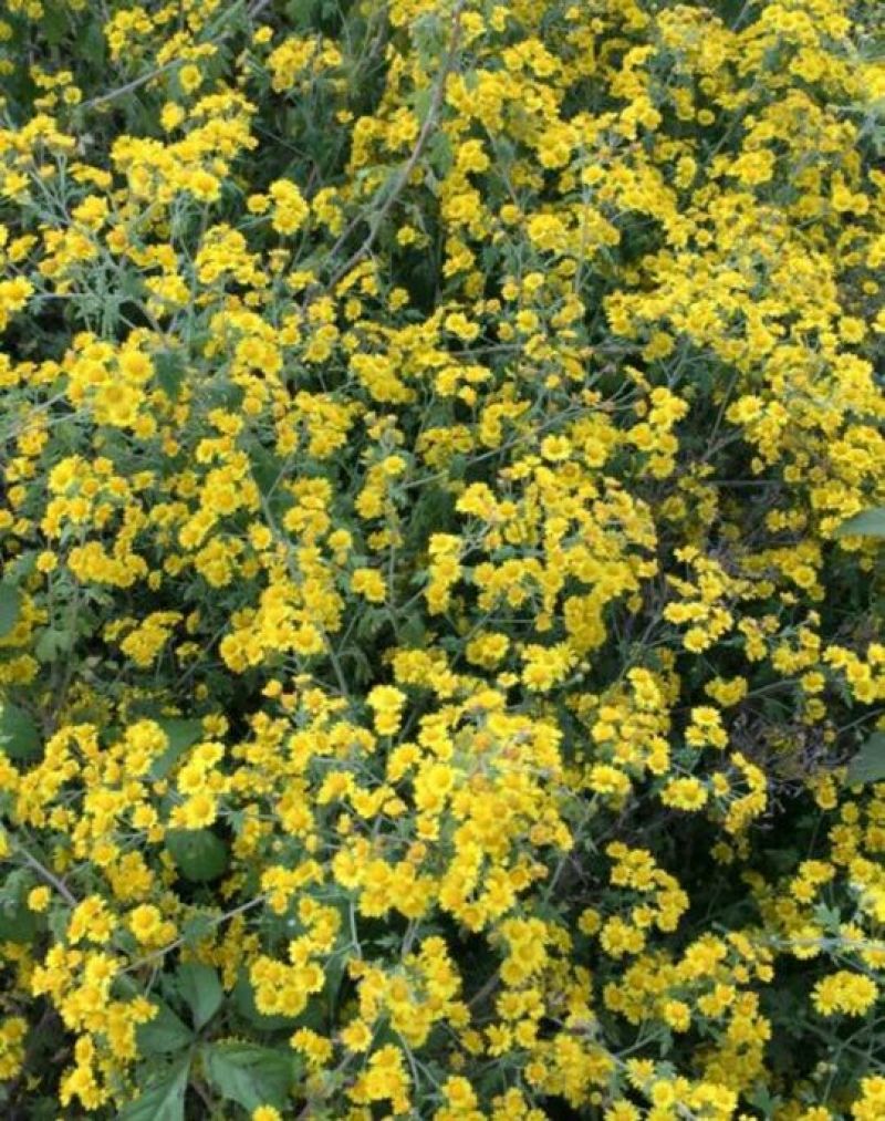 野菊花袋装