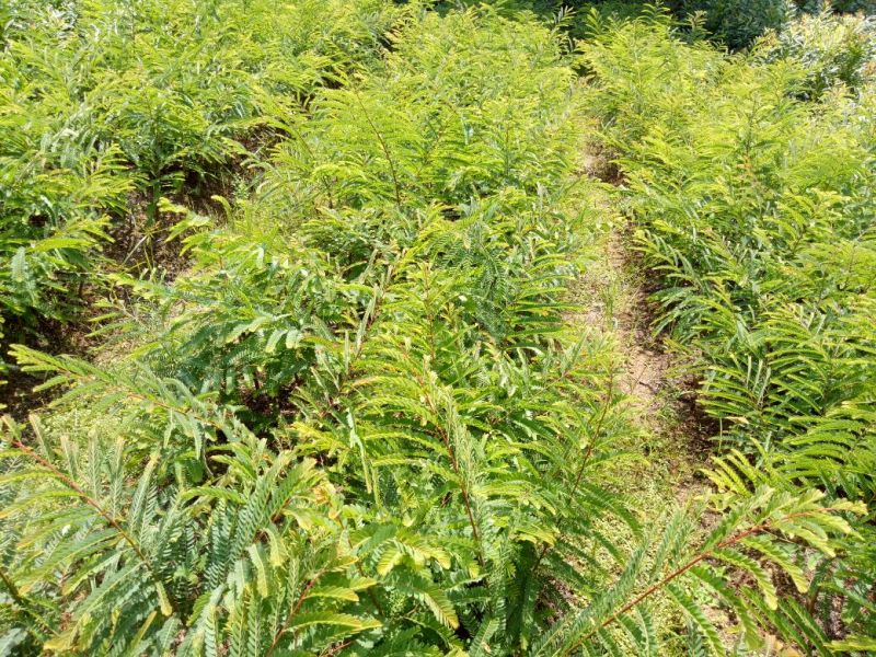 余甘果苗