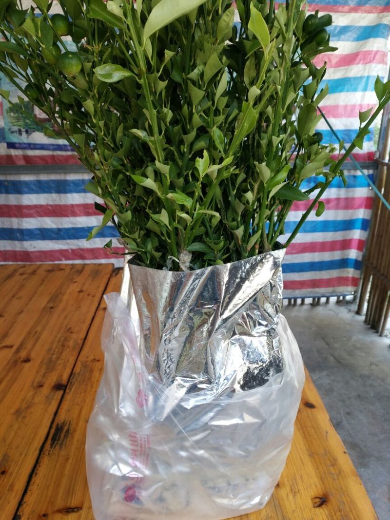 脆皮金桔苗可视频看货支持线上交易产地直销