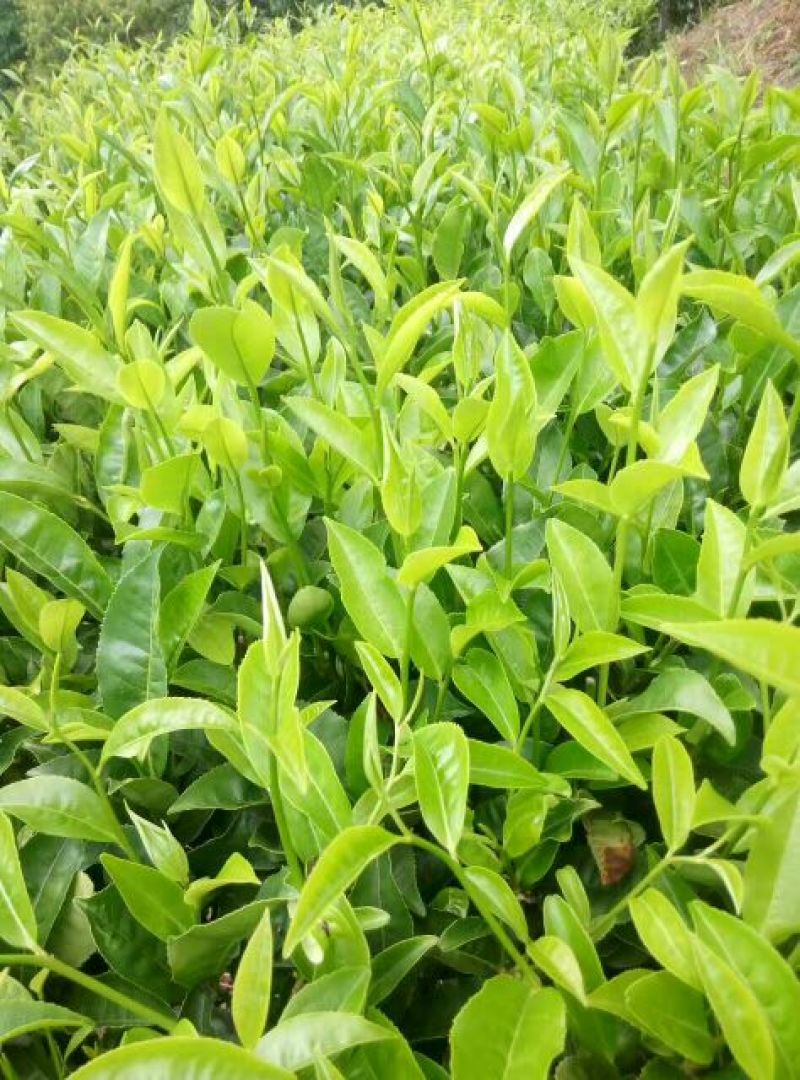普洱茶末茶