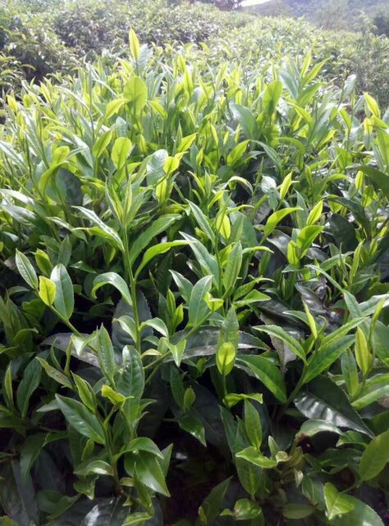 普洱茶末茶