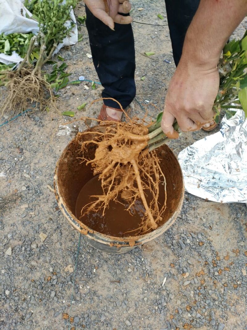 脆皮金桔苗可视频看货支持线上交易产地直销