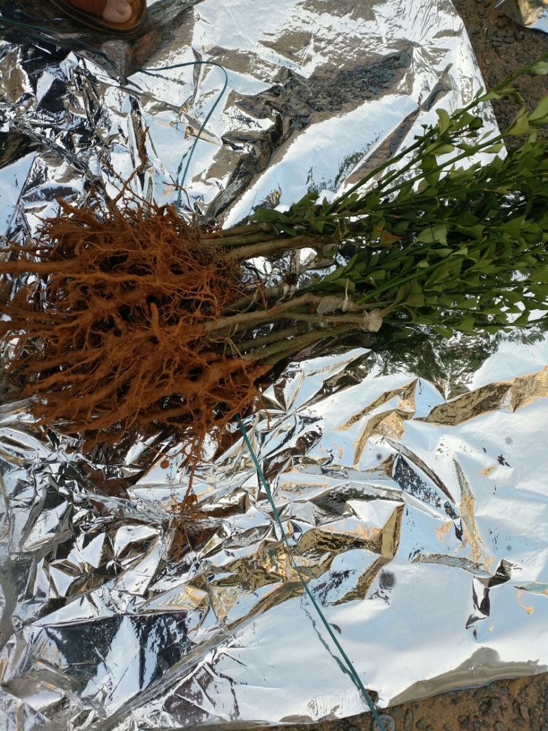 脆皮金桔苗可视频看货支持线上交易产地直销