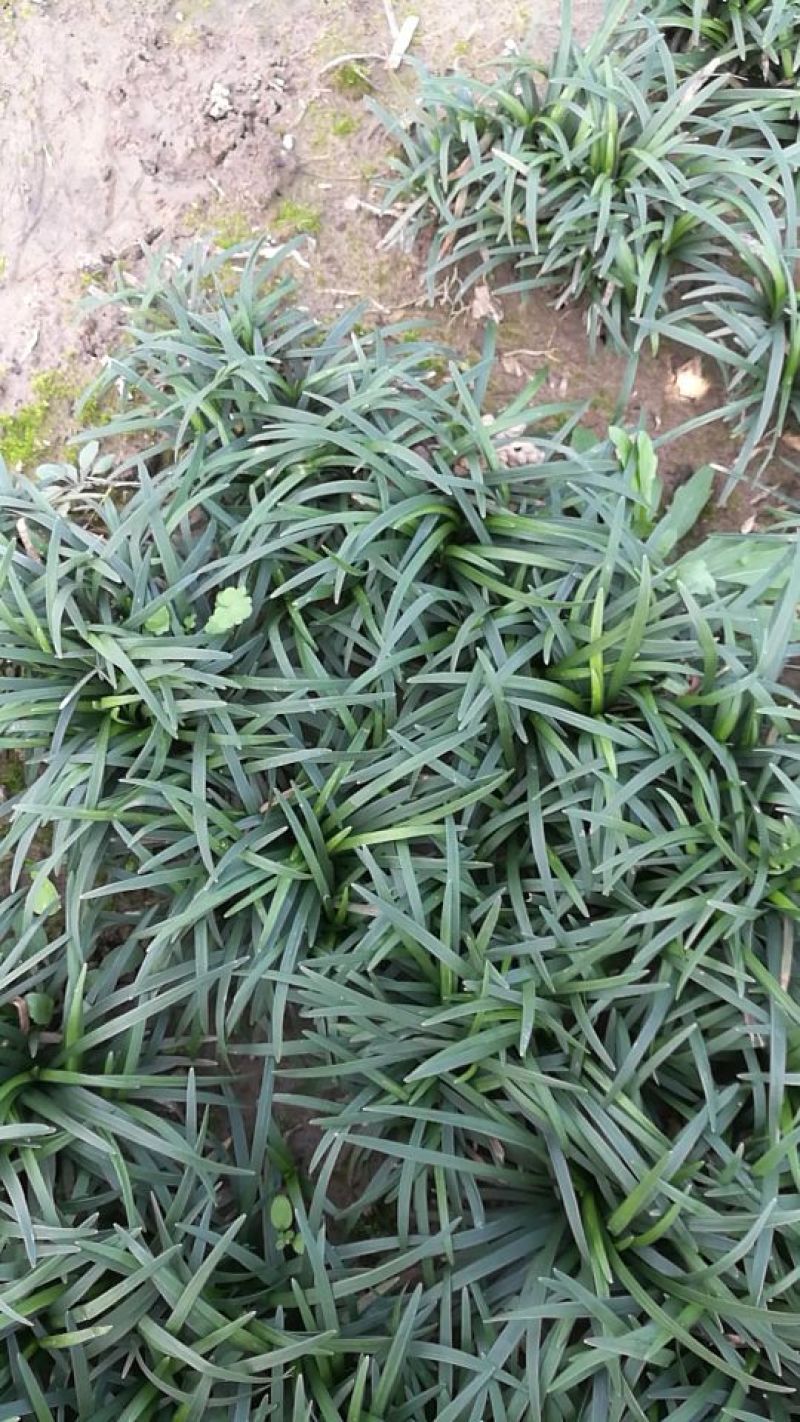 玉龙草