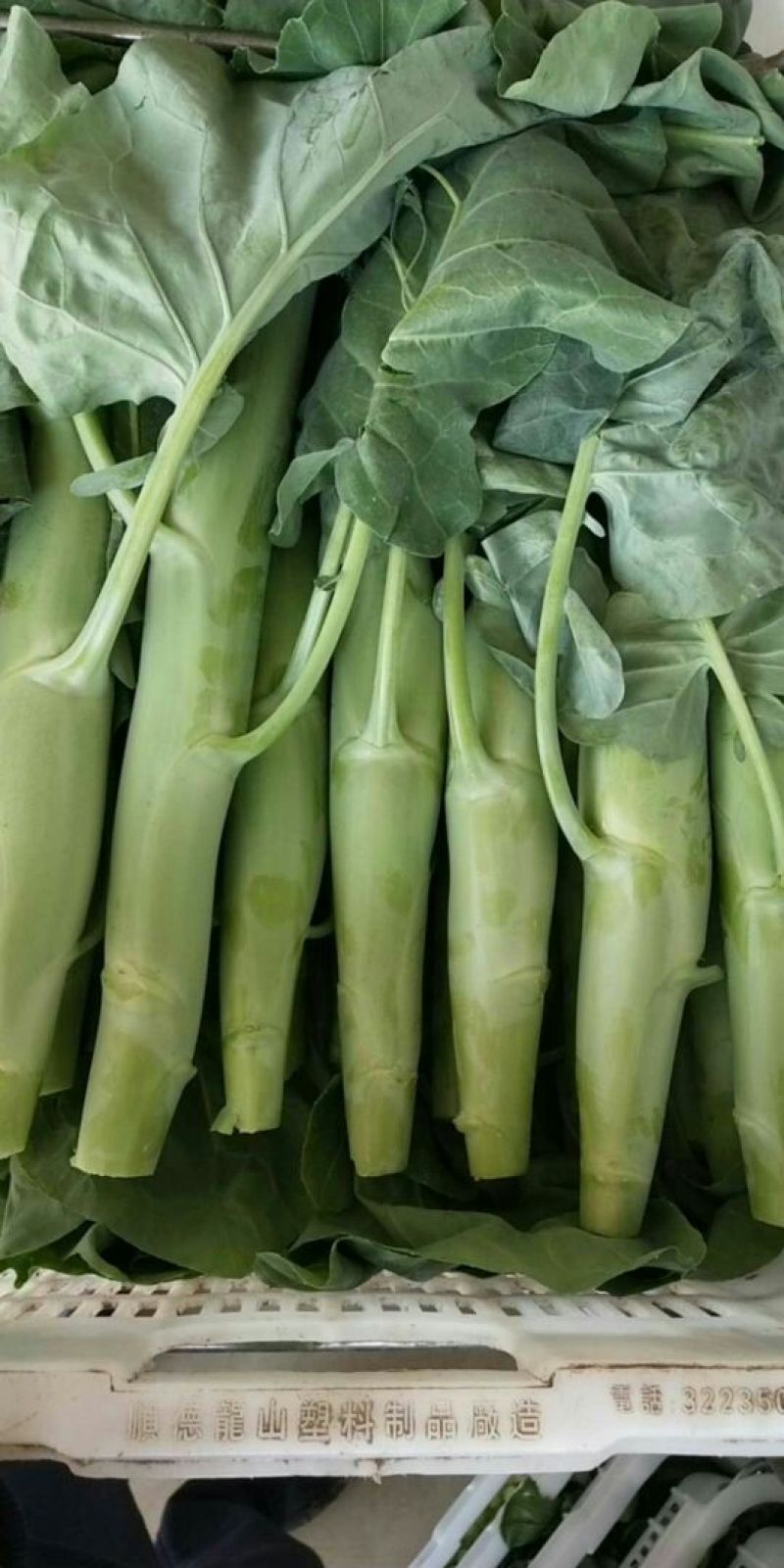 迟菜心15~20厘米