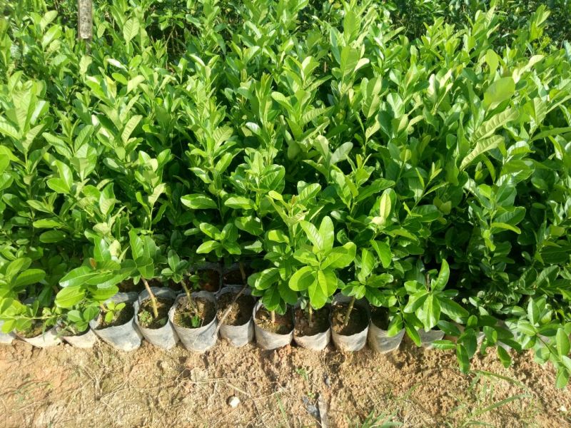 香水柠檬树苗50~80cm