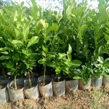 香水柠檬树苗50~80cm