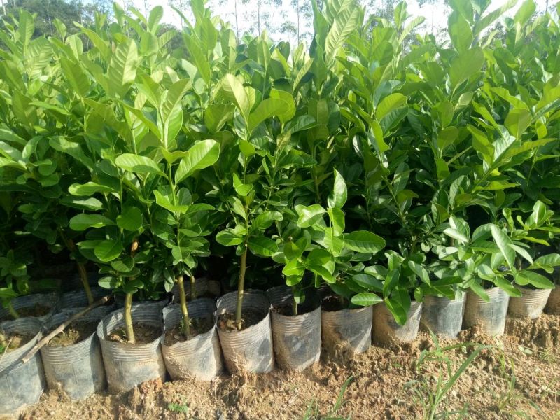 香水柠檬树苗50~80cm