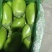 辽宁绿茄霸茄子8两以上新开源的小秧绿茄子保证质量诚信经营