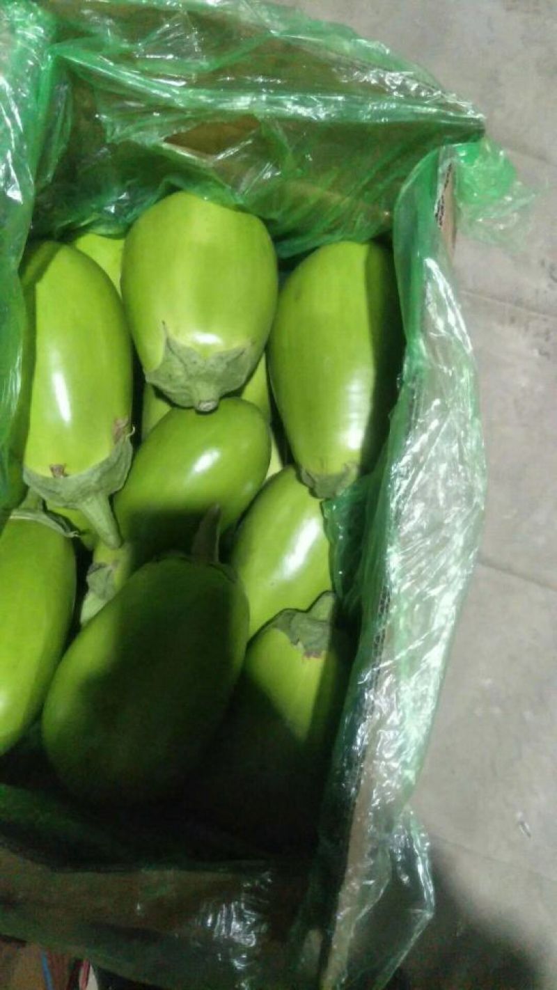 辽宁绿茄霸茄子8两以上新开源的小秧绿茄子保证质量诚信经营