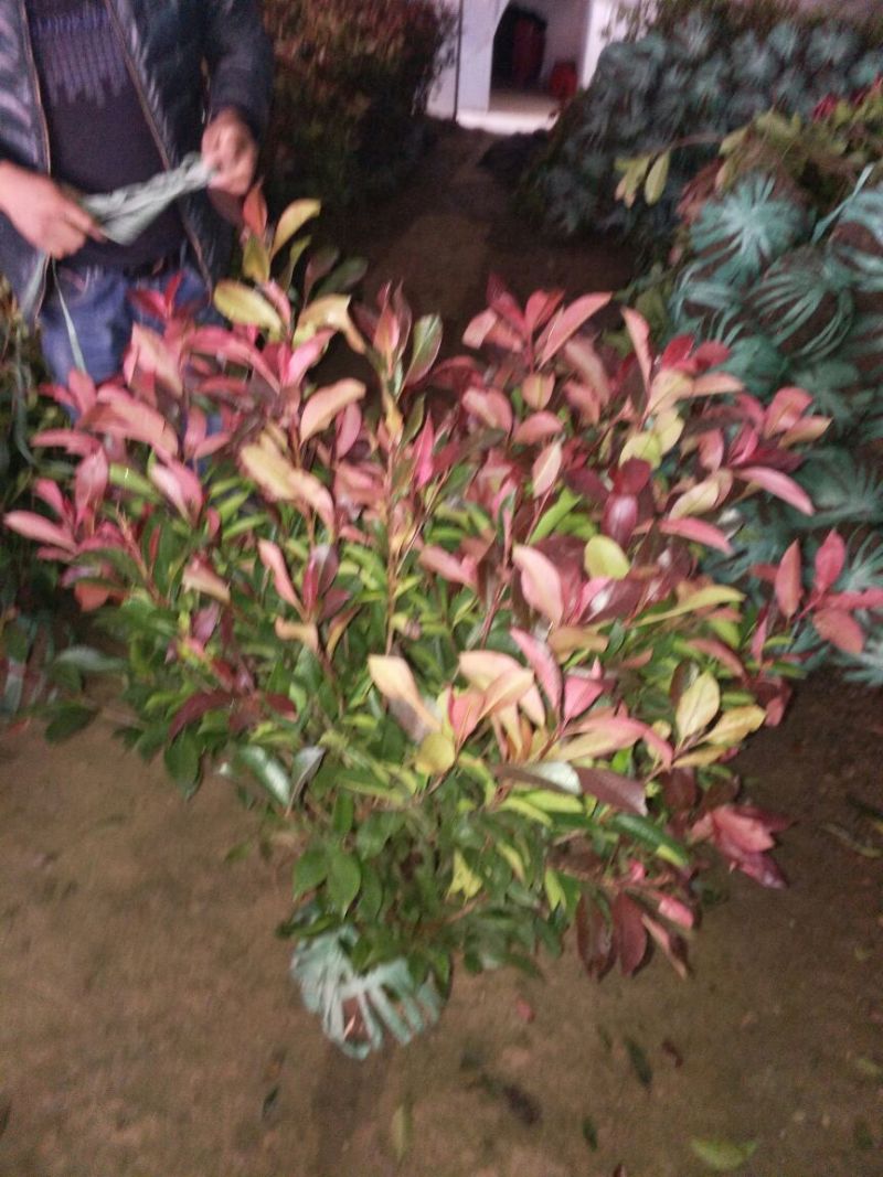 红罗宾球高度30-50公分