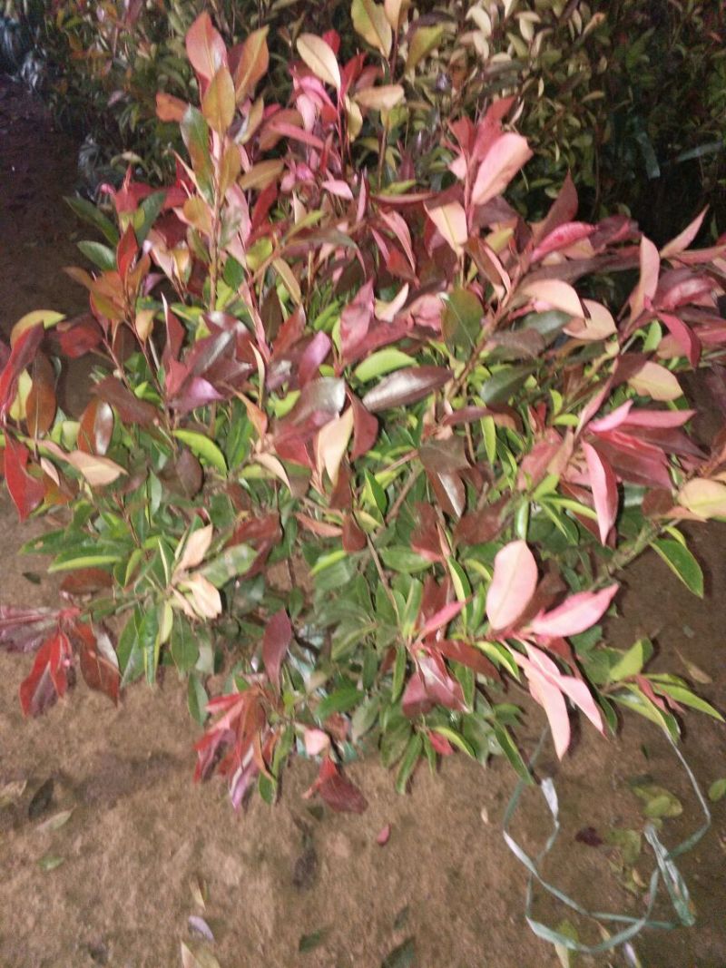 红罗宾球高度30-50公分