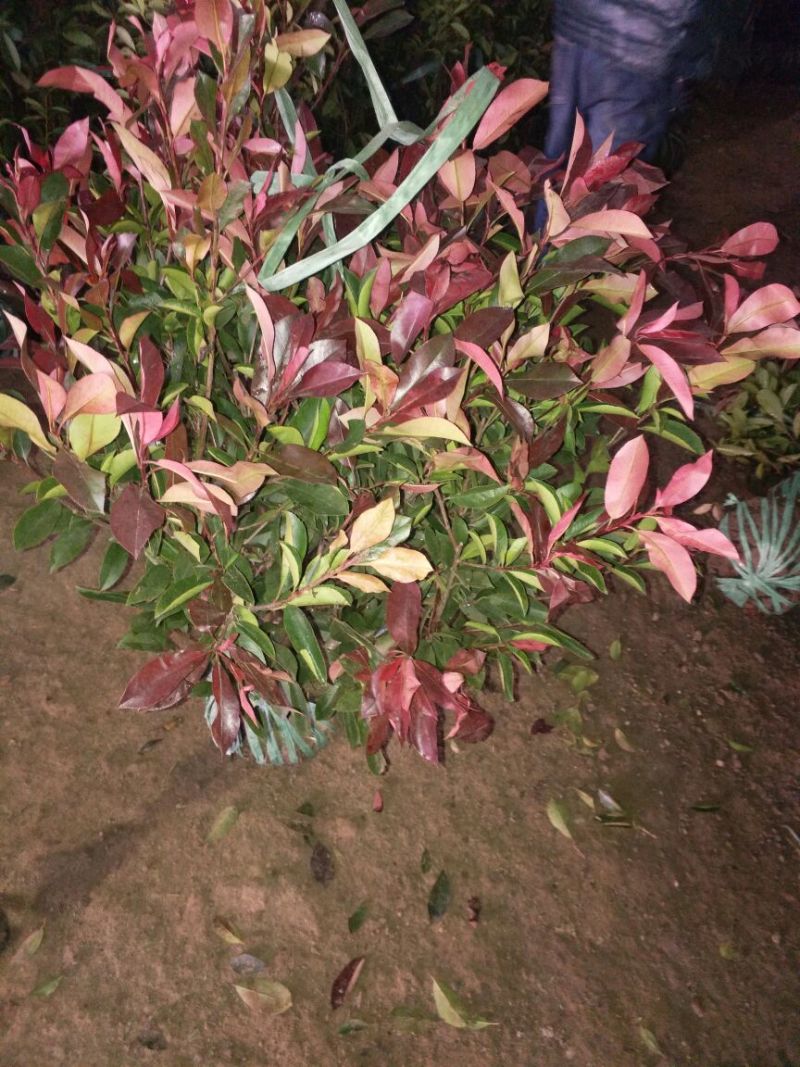 红罗宾球高度30-50公分