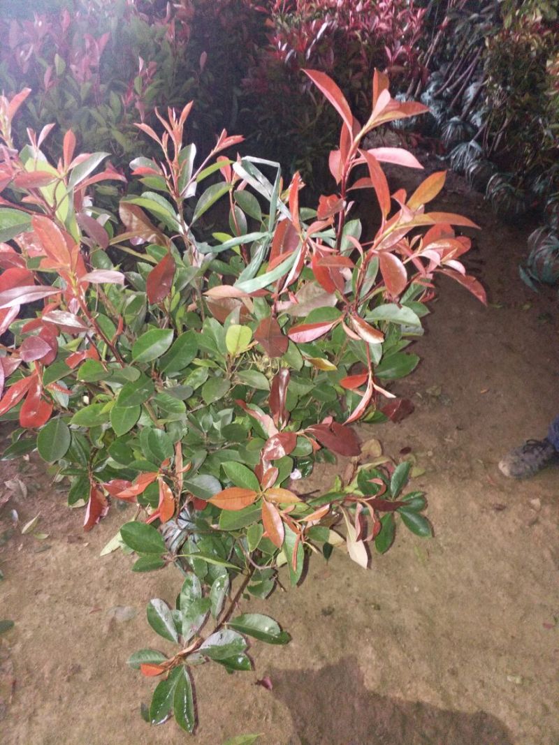 红罗宾球高度30-50公分