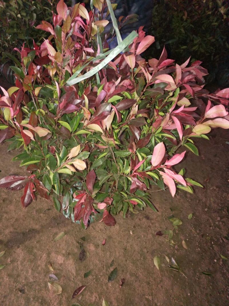 红罗宾球高度30-50公分