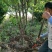 苹果树苗矮化苹果树苗提供种植技术保湿邮寄