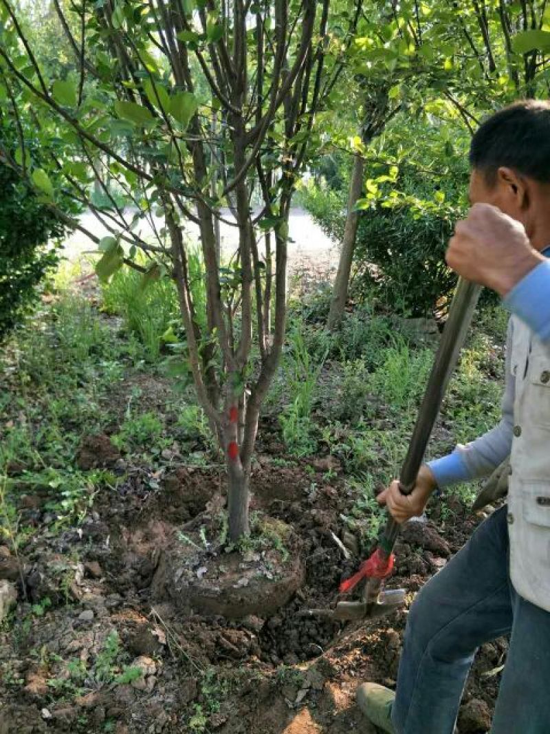 苹果树苗矮化苹果树苗提供种植技术保湿邮寄