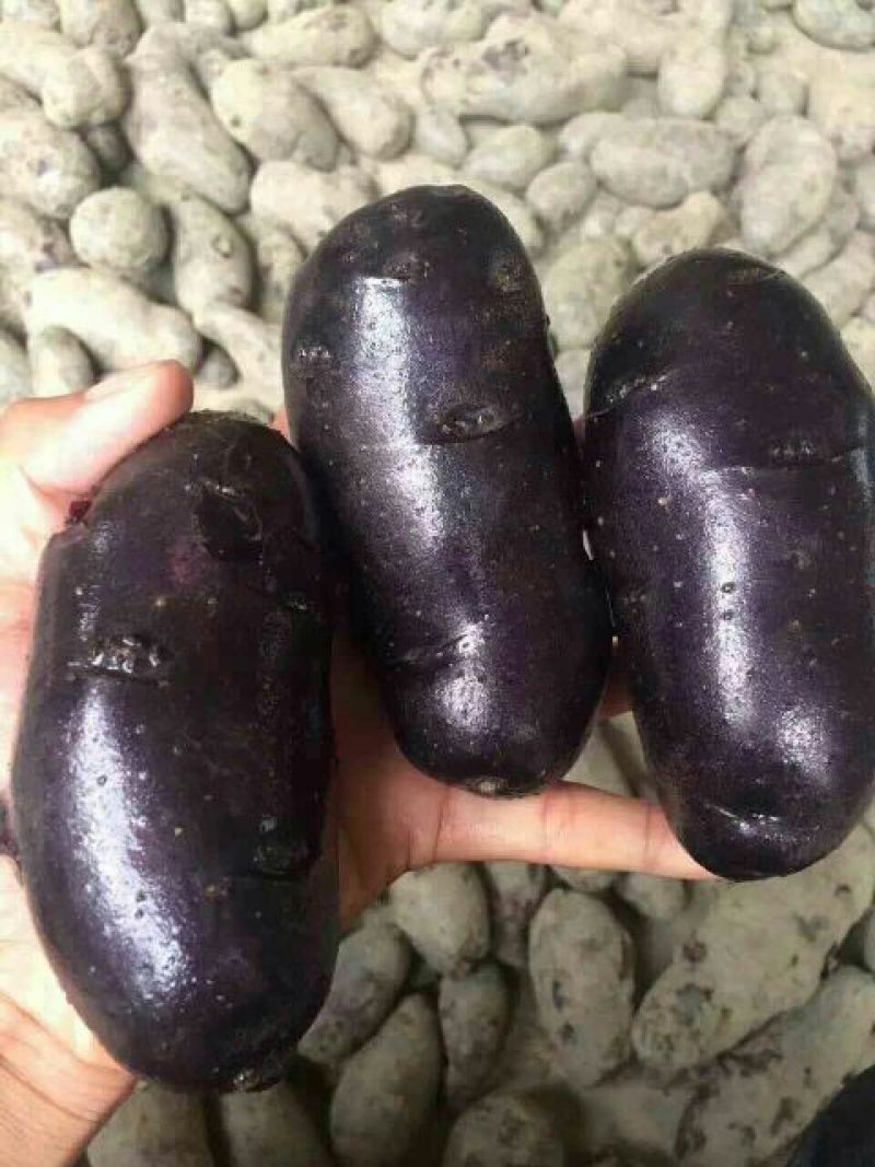 黑金刚土豆种子原种